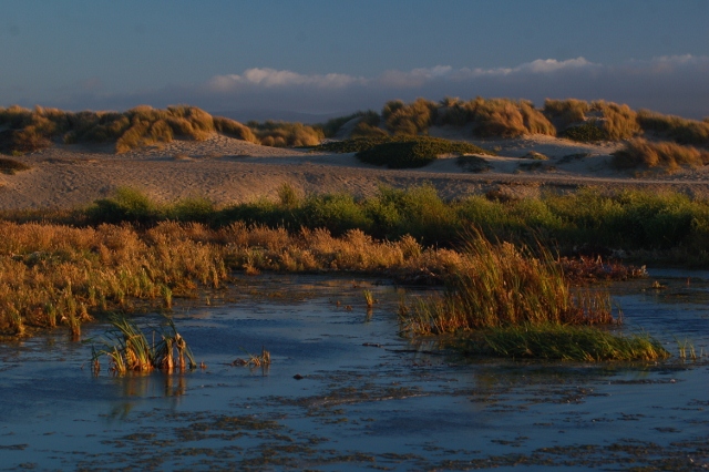 Morro Bay wetlands